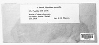 Puccinia cirsii image